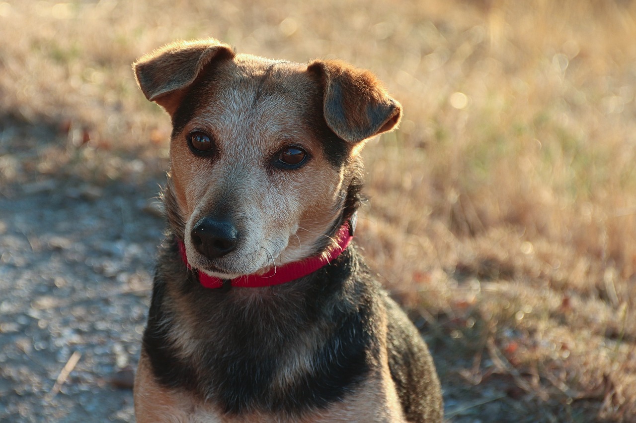 The Benefits of Adopting a Mixed-Breed Dog